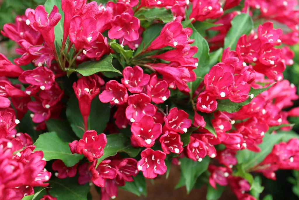 Бристол Руби ‘Weigela Bristol Ruby’ 40-60см С3 — изображение 2