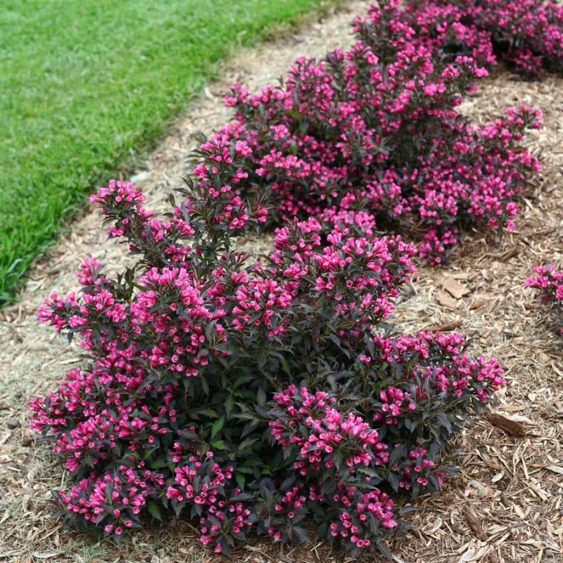 Нана Пурпуреа ‘Weigela florida Nana Purpurea’ — изображение 5