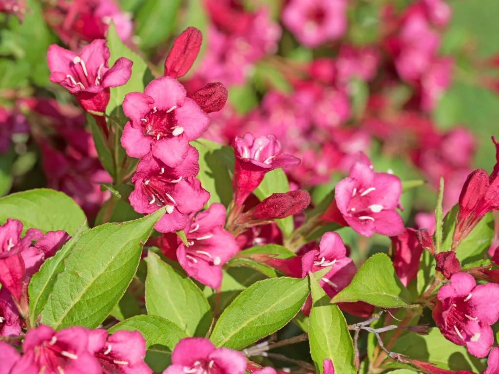 Бристол Руби ‘Weigela Bristol Ruby’ 40-60см С3 — изображение 3