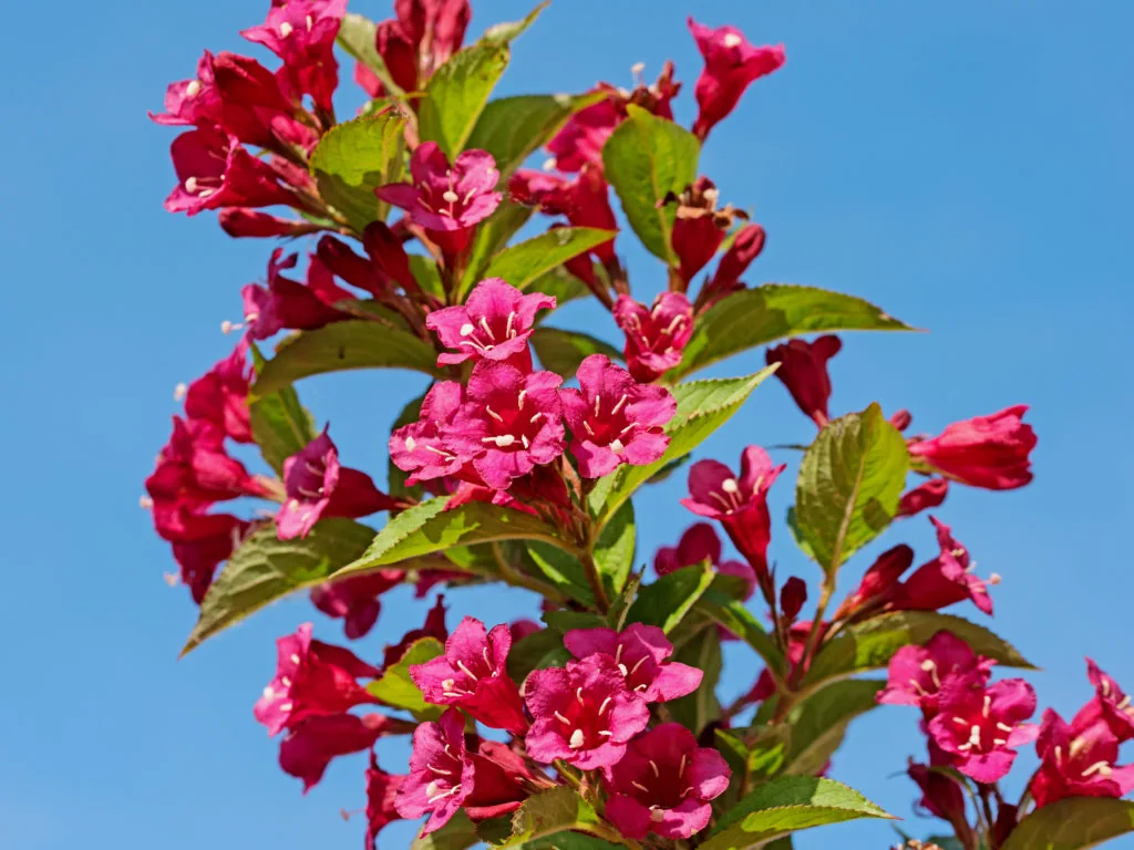 Бристол Руби ‘Weigela Bristol Ruby’ 40-60см С3 — изображение 5