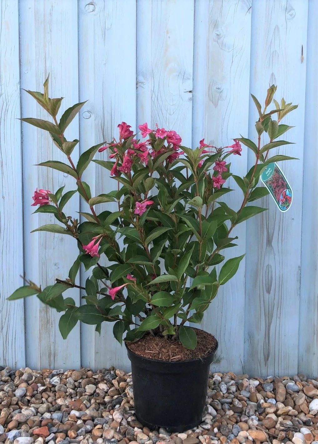 Бристол Руби ‘Weigela Bristol Ruby’ 40-60см С3 — изображение 4
