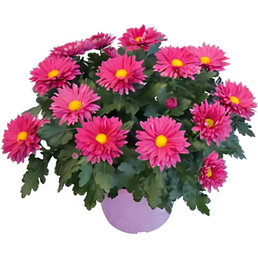 Мисс Дейзи Виолет ‘Miss Daisy Violet’