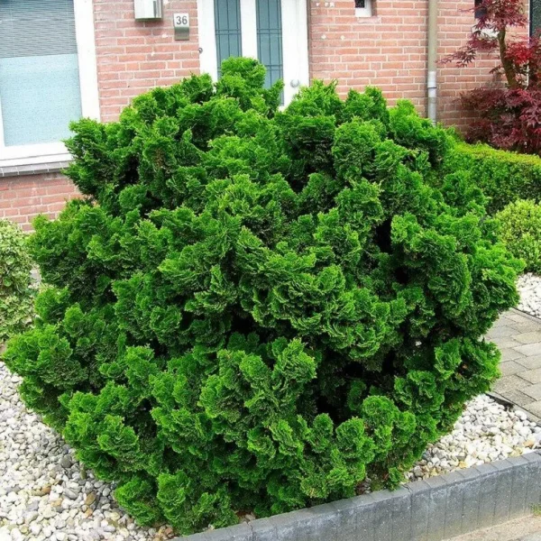 Кипарисовик Нана Грацилис ‘Nana Gracilis’