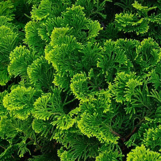 Кипарисовик Нана Грацилис ‘Nana Gracilis’ — изображение 2