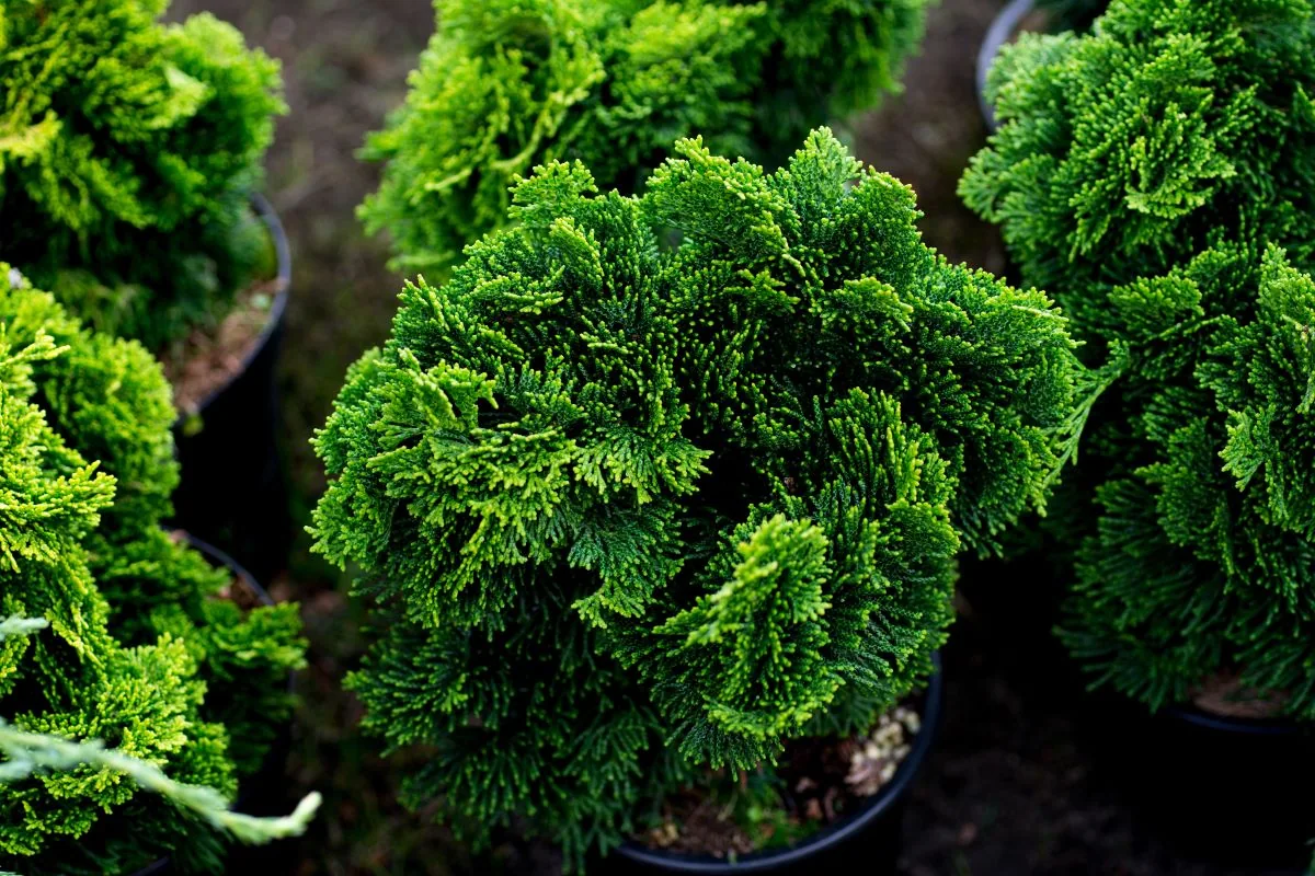 Кипарисовик Нана Грацилис ‘Nana Gracilis’ — изображение 3