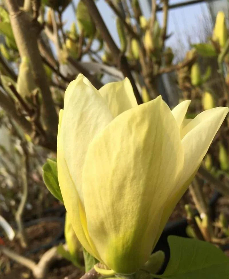 Магнолия Элизабет ‘Elizabeth’ — изображение 4