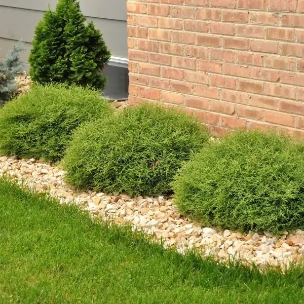 Туя западная Мистер Боулинг Болл ‘Mr. Bowling Ball’ — изображение 2