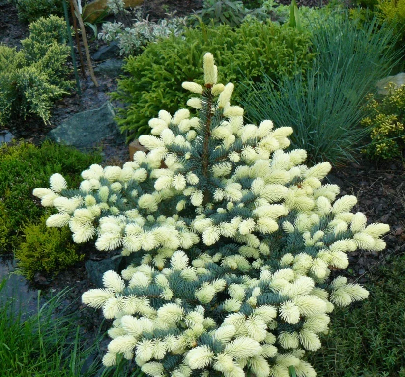 Ель колючая Белобок ‘Bialobok’