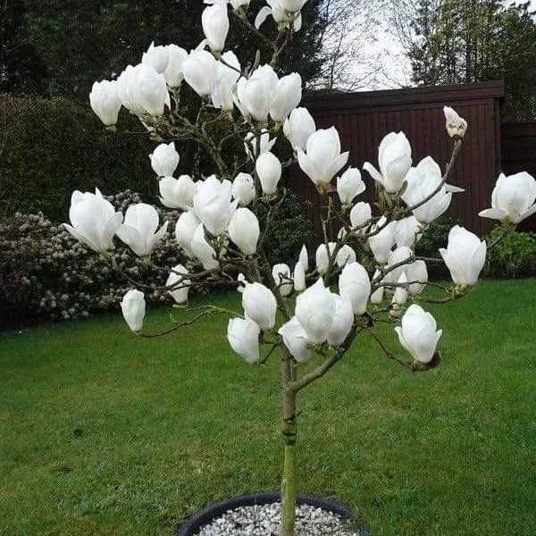 Ленней Альба ‘Lennei Alba’