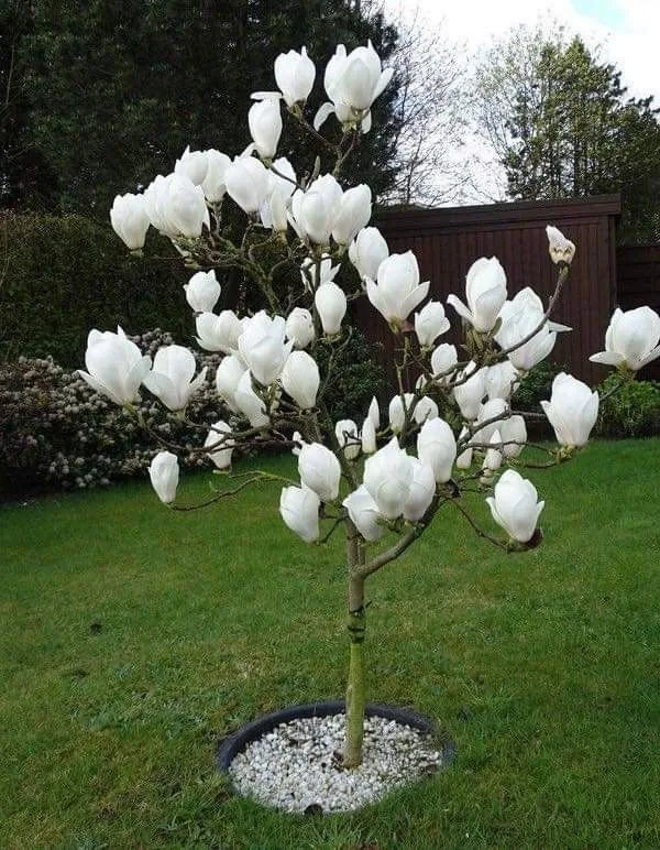 Ленней Альба ‘Lennei Alba’