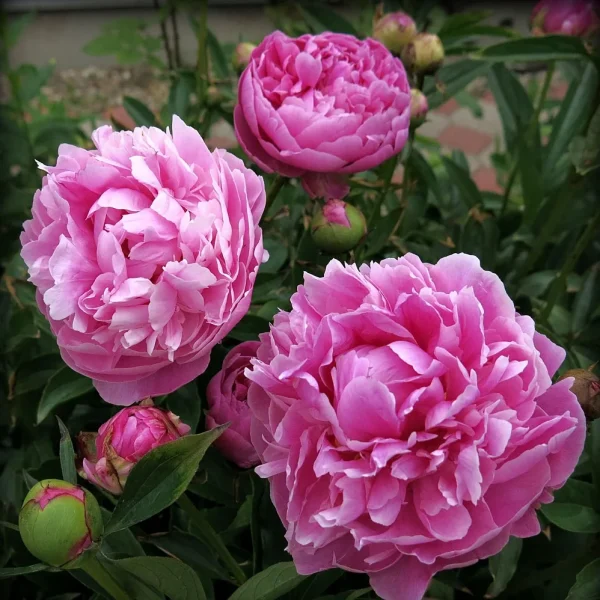 Джакорма ‘Jacorma’