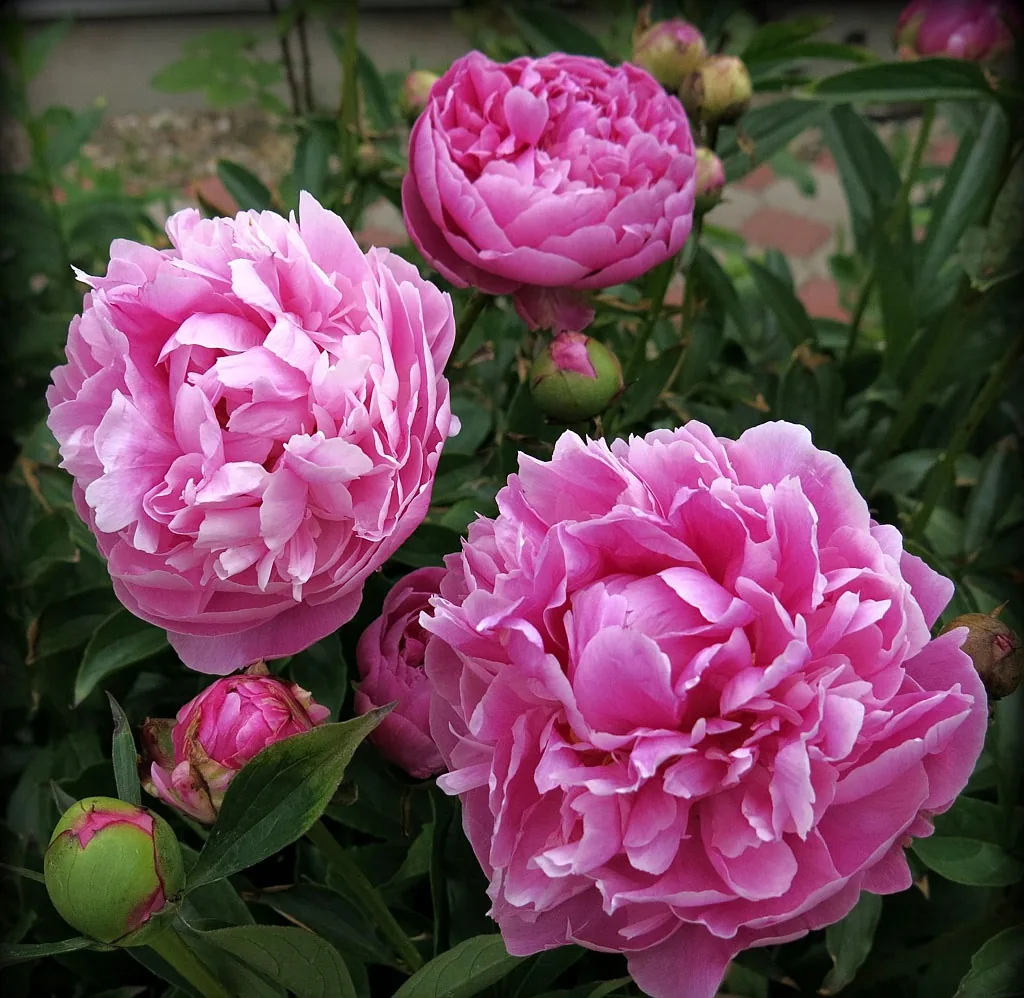 Джакорма ‘Jacorma’