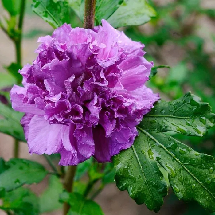 Френч Кабаре Пепл ‘FRENCH CABARET Purple’