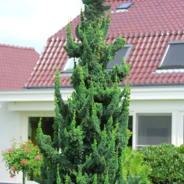 Кипарисовик Висели Сагуаро ‘Wissel’s Saguaro’
