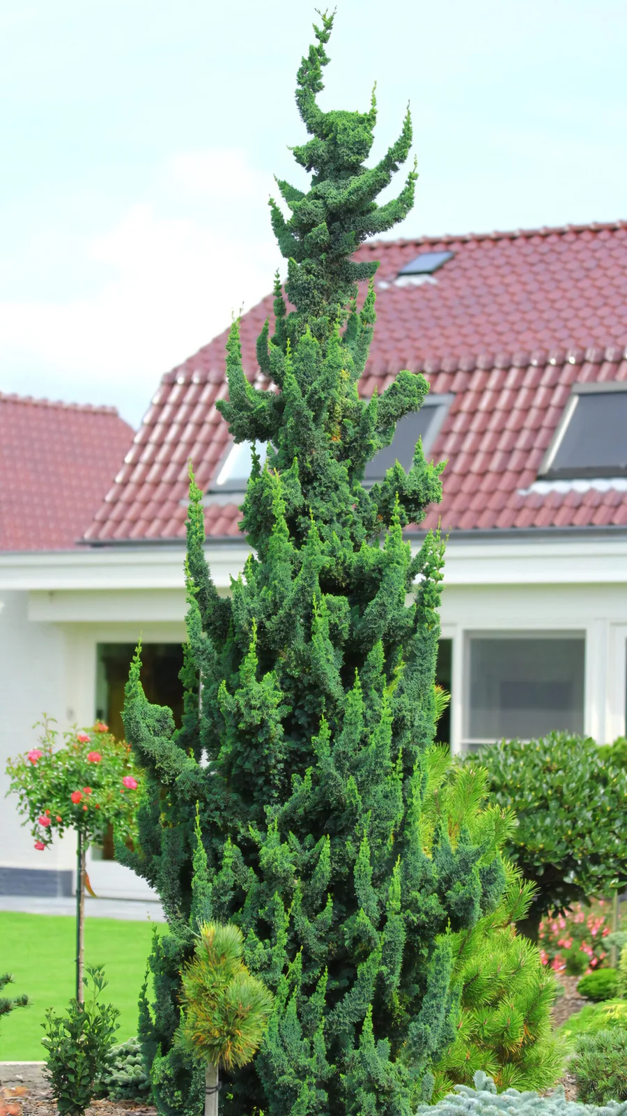 Кипарисовик Висели Сагуаро ‘Wissel’s Saguaro’
