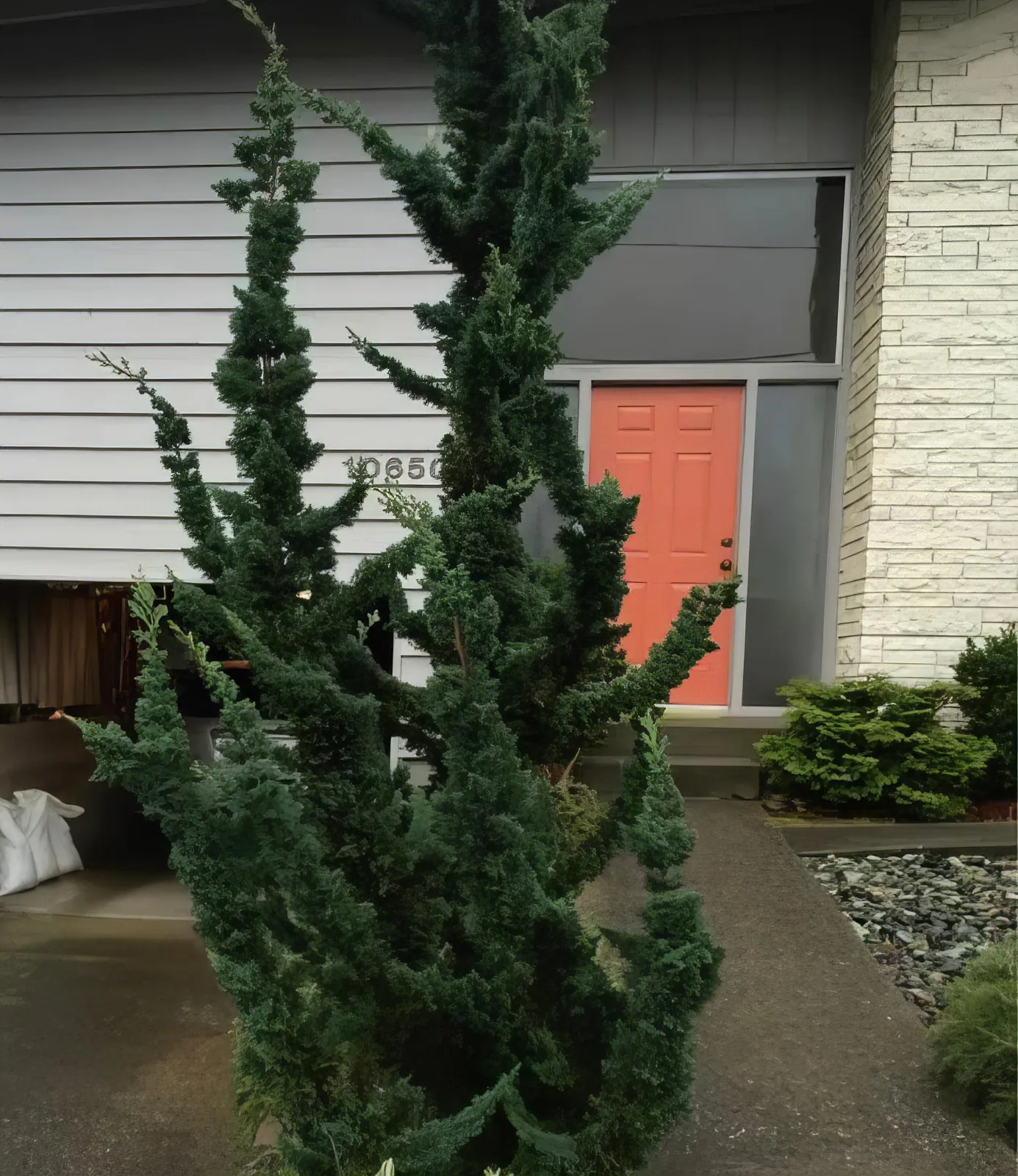 Кипарисовик Висели Сагуаро ‘Wissel’s Saguaro’ — изображение 3