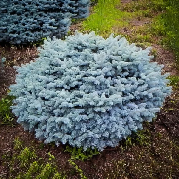 Ель Глаука Глобоза ‘Glauca Globosa’